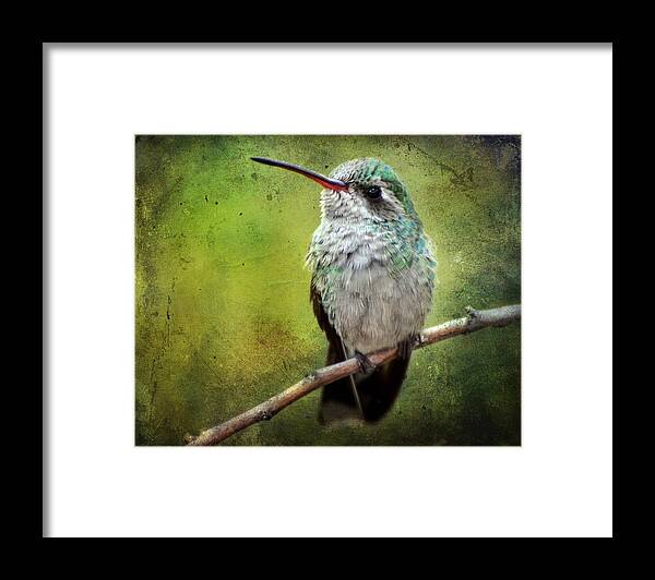 Hummingbirds Framed Print featuring the photograph A Broad-Billed Hummer by Barbara Manis
