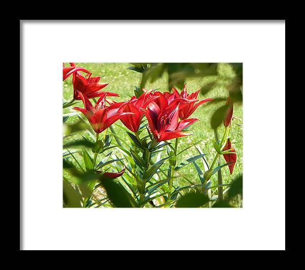 Flowers Framed Print featuring the photograph A Burst of Red by Jean Goodwin Brooks