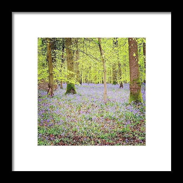 Naturephotography Framed Print featuring the photograph A Carpet Of Bluebells by Karie-ann Cooper