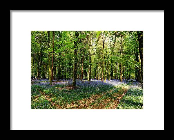 Woods Framed Print featuring the photograph A Carpet Of Colour by Wendy Wilton