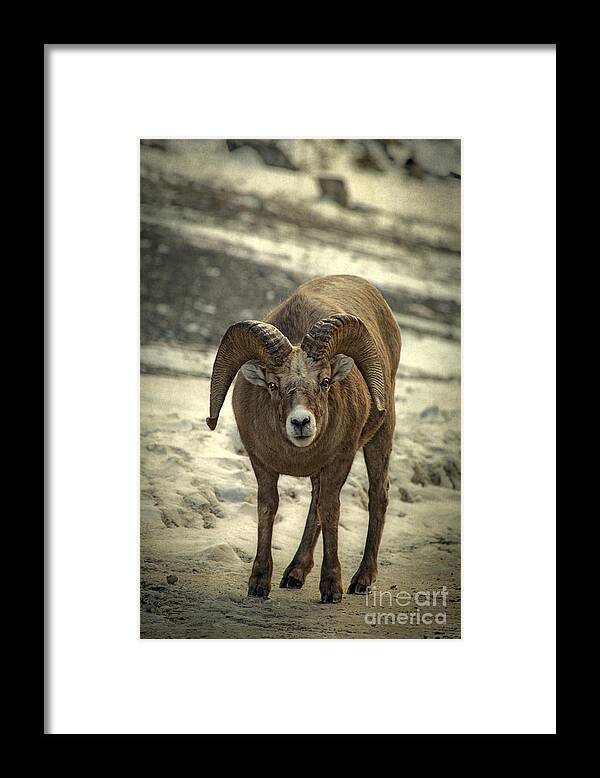 Bighorn Framed Print featuring the photograph A Close Encounter by Evelina Kremsdorf