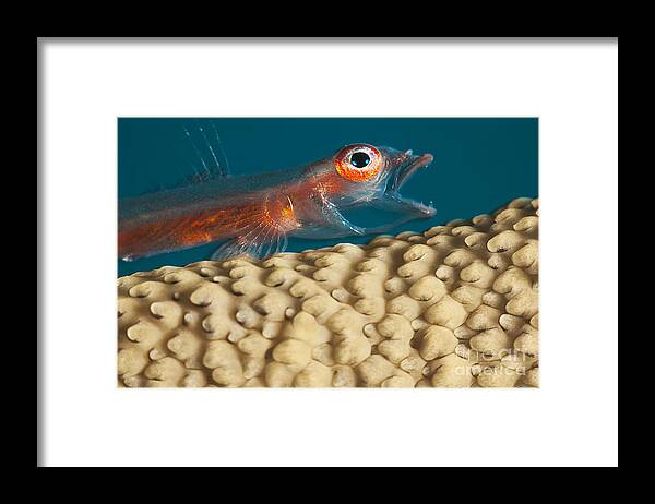 Bryaninops Framed Print featuring the photograph A close look at a Whip Coral Goby _Bryaninops amplus_ as it is opening it_s mouth on whip coral off the island of Yap_ Yap, Micronesia by Dave Fleetham