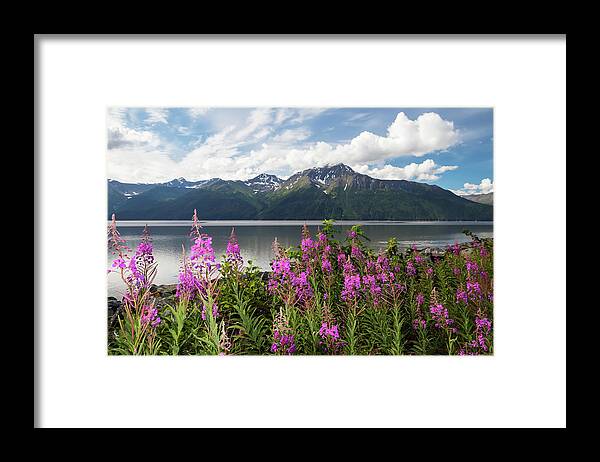 Blossoming Framed Print featuring the photograph A Colourful Patch Of Fireweed by Doug Lindstrand
