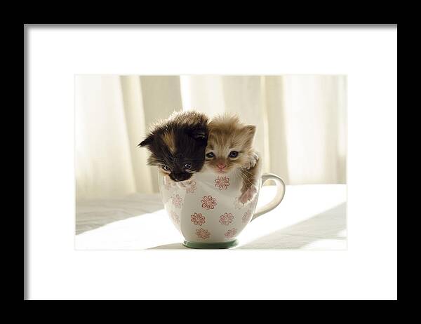 Cute Framed Print featuring the photograph A cup of cuteness by Spikey Mouse Photography