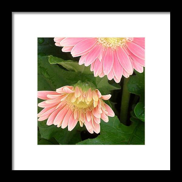 A Curtsy Framed Print featuring the photograph A Curtsy by Elizabeth Sullivan