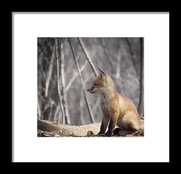  Kit Fox Framed Print featuring the photograph A Cute Kit Fox Portrait 2 by Thomas Young
