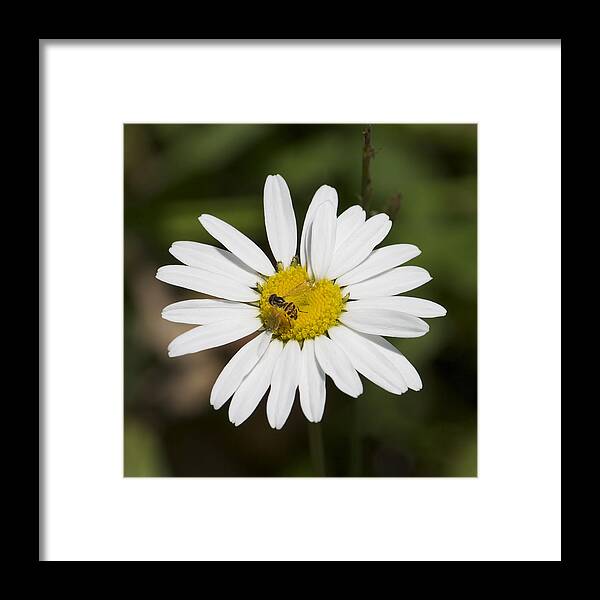 Daisy Framed Print featuring the photograph A Daisy Lunch by Kathleen Scanlan