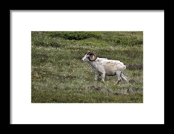 A Dall Ram's Curl Framed Print featuring the photograph A Dall Ram's Curl by Wes and Dotty Weber