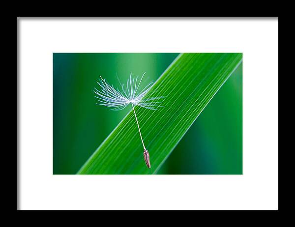 Dandelion Framed Print featuring the photograph A Dandelion Seed by Michael Russell