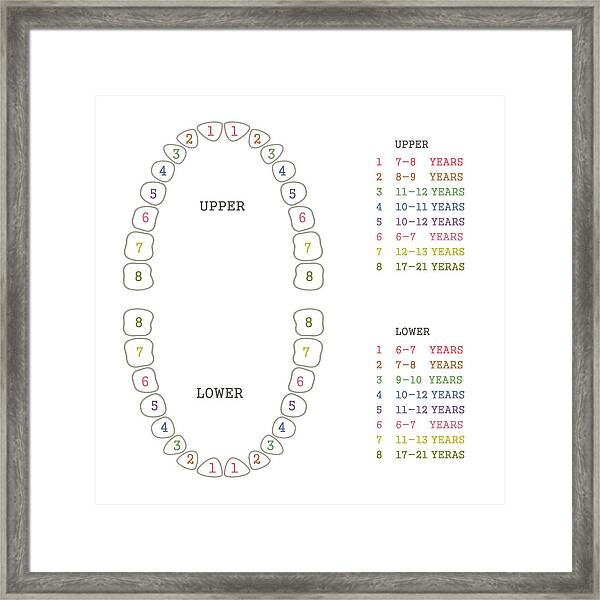 Teeth Layout Chart