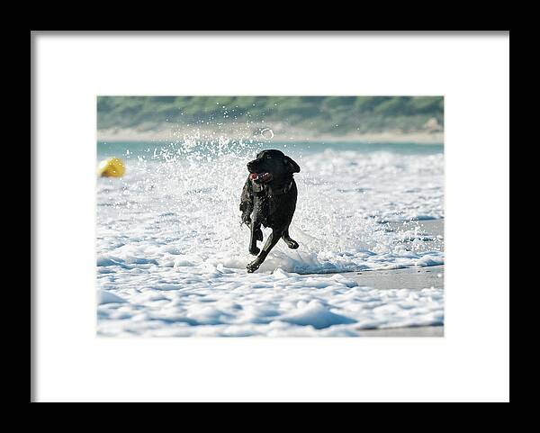 Pets Framed Print featuring the photograph A Dog Running In The Tide Along A Beach by Ben Welsh / Design Pics