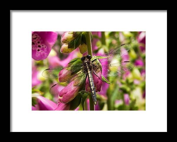 Behavior Framed Print featuring the photograph A Dragon Fly Resting In A Forest of Foxgloves by Thomas Pettengill