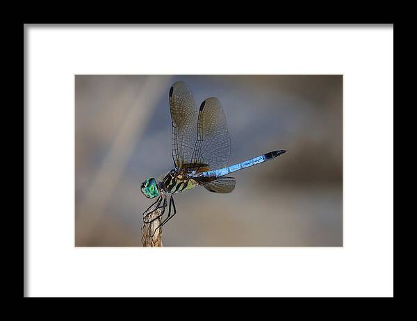 Dragonfly Framed Print featuring the photograph A Dragonfly IV by Raymond Salani III