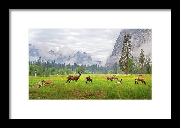 Roe Deer Framed Print featuring the photograph A Feeling Of Ancient Time by Dianne Mao