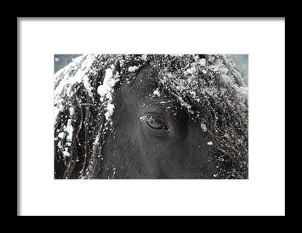 Horses Framed Print featuring the photograph A few of my favorite things by Fran J Scott