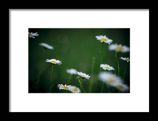 Daisies Framed Print featuring the photograph A Field Of Daisies by Shane Holsclaw