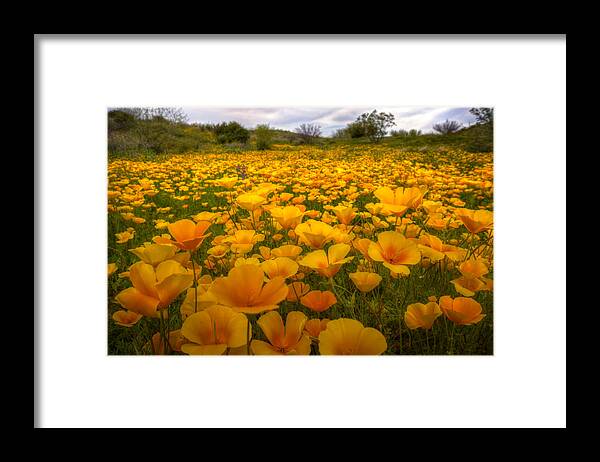 Mexican Poppies Framed Print featuring the photograph A Field of Mexican Poppies by Saija Lehtonen