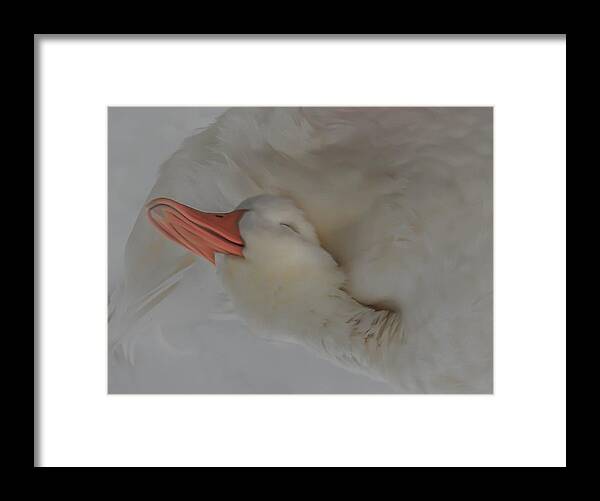 Duck Framed Print featuring the photograph A Fine Feathered Friend by Abbie Loyd Kern