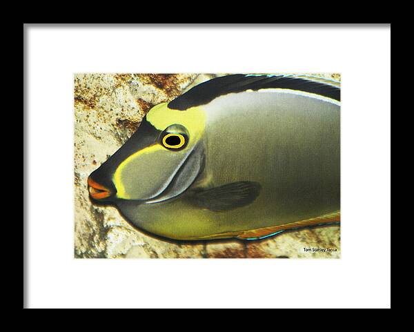 A Fish From The Ocean Framed Print featuring the photograph A Fish From The Ocean by Tom Janca