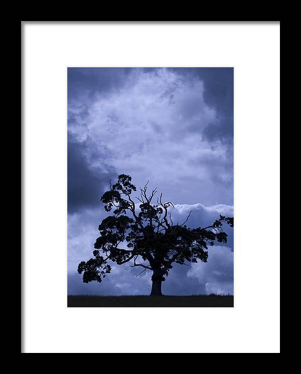 Art Shapes Colors Framed Print featuring the photograph A Flash of Blue Tree by Sally Ross