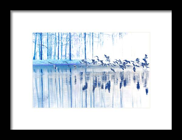 Landscape Photograph Framed Print featuring the photograph A Flock Of Egrets by Frank Bright