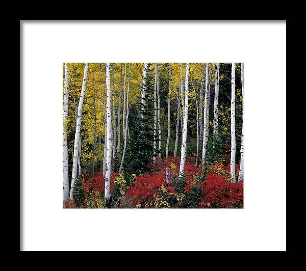 Aspen Framed Print featuring the photograph A Forest of Color by Leland D Howard