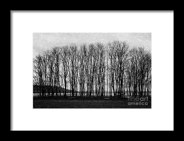 Trees Framed Print featuring the photograph A forest of trees by Sylvia Cook