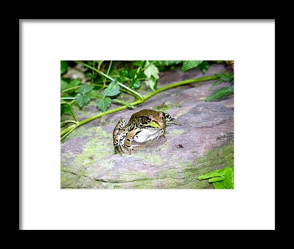 a Froggy Day Framed Print featuring the photograph A Froggy Day by Kimmary MacLean