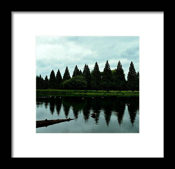 Reflection Framed Print featuring the photograph A Gaggle of Pines by Laureen Murtha Menzl