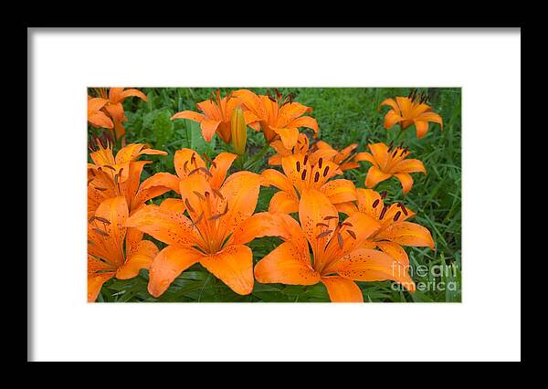 Lilys Framed Print featuring the photograph A garden full of Lilies by Jennifer E Doll