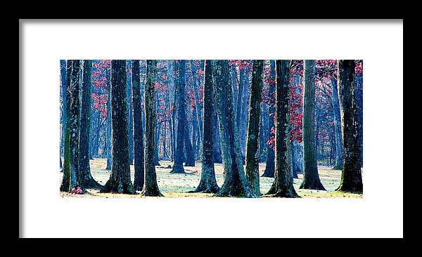 Trees Framed Print featuring the photograph A Gathering of Trees by Angela Davies