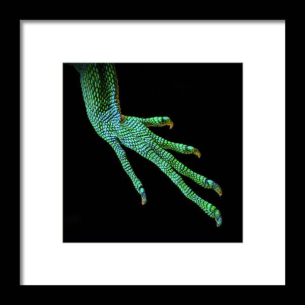 Animal Themes Framed Print featuring the photograph A Gentle Touch by Tore Thiis Fjeld