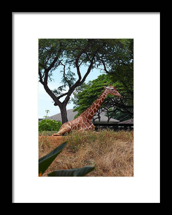 Giraffe Framed Print featuring the photograph A Giraffe Rests in Honolulu by Michele Myers