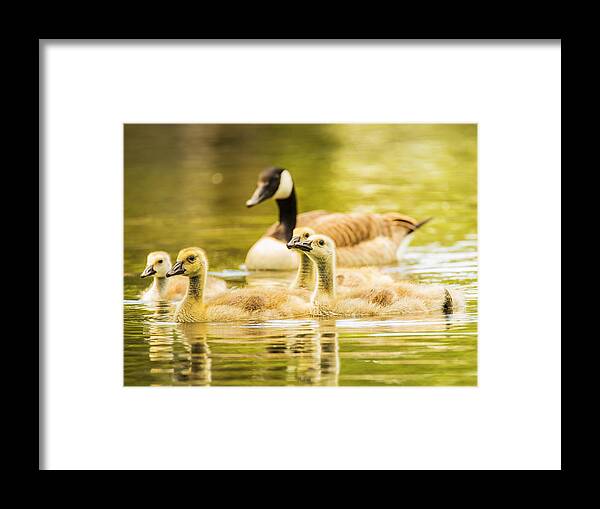 Goose Framed Print featuring the photograph A Goosey Family Affair by Bill and Linda Tiepelman