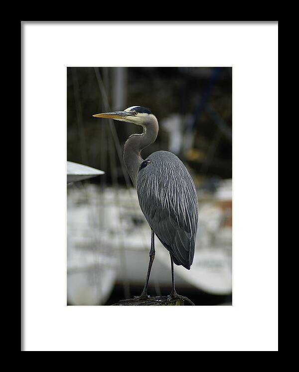 Blue Heron Framed Print featuring the photograph A Great Pose by Jerry Cahill