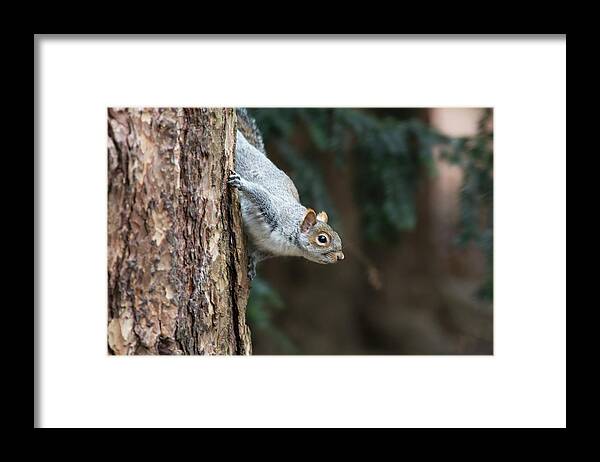 Three Quarter Length Framed Print featuring the photograph A Grey Squirrel Making Its Way Down A by John Short / Design Pics
