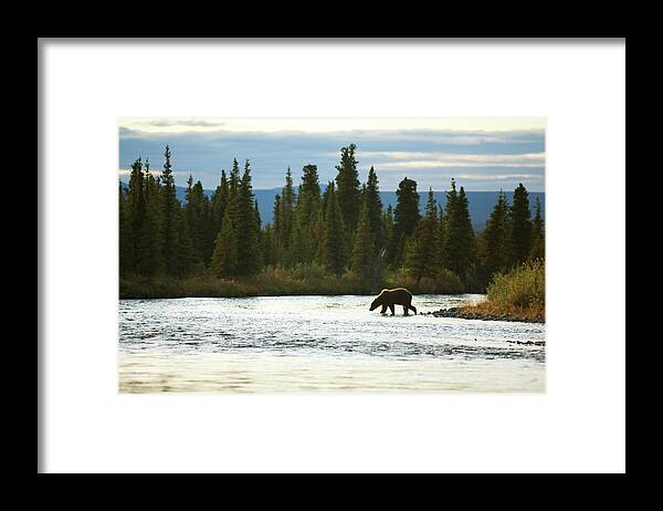 Alaska Framed Print featuring the photograph A Grizzly Bear Crosses by Corey Rich