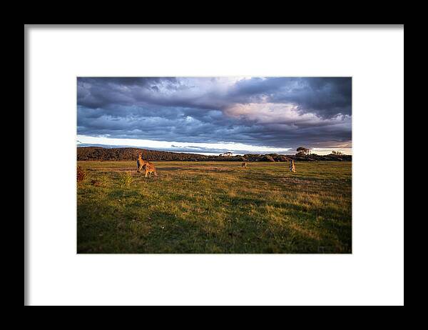 Meadow Framed Print featuring the photograph A Group Of Kangaroos Graze The Grassy by Heath Holden