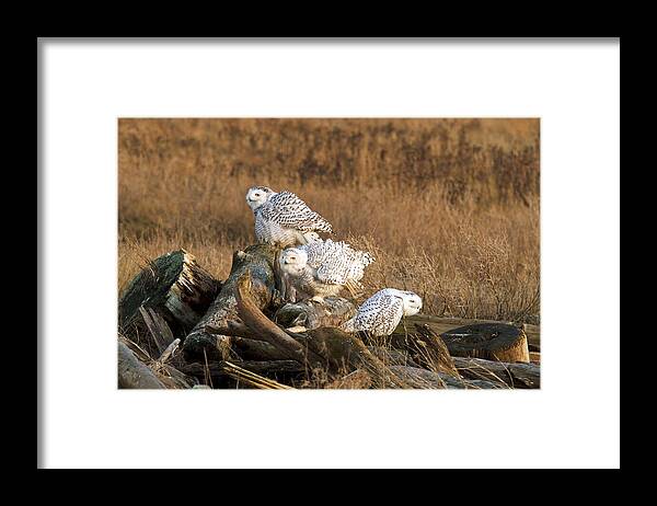 Adult Framed Print featuring the photograph A Group of Snowy Owls by Michael Russell