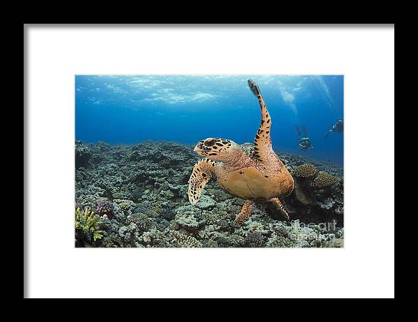 Coral Framed Print featuring the photograph A hawksbill turtle in Fiji by Dave Fleetham