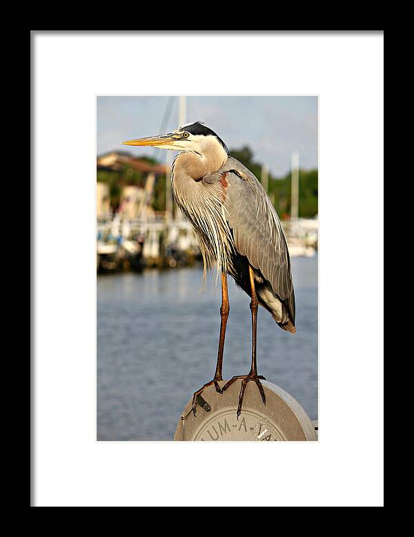 Great Blue Heron Framed Print featuring the photograph A heron in the Marina by Lynn Jordan