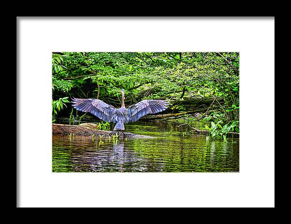 Birds Framed Print featuring the photograph A Heron Touches Down by Eleanor Abramson