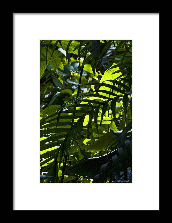 costa Rica Rainforest Palms Jungle Vegetation Framed Print featuring the photograph A Hint of Light by Christopher Byrd