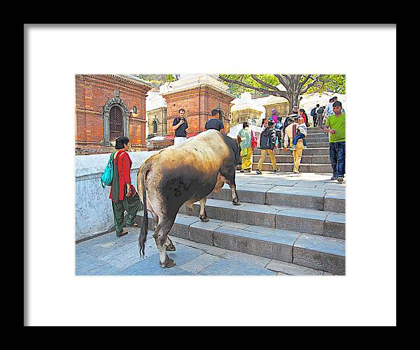 A Holy Cow Climbing Steps From Bagmati River In Kathmandu In Nepal Framed Print featuring the photograph A Holy Cow Climbing Steps from Bagmati River in Kathmandu-Nepal by Ruth Hager