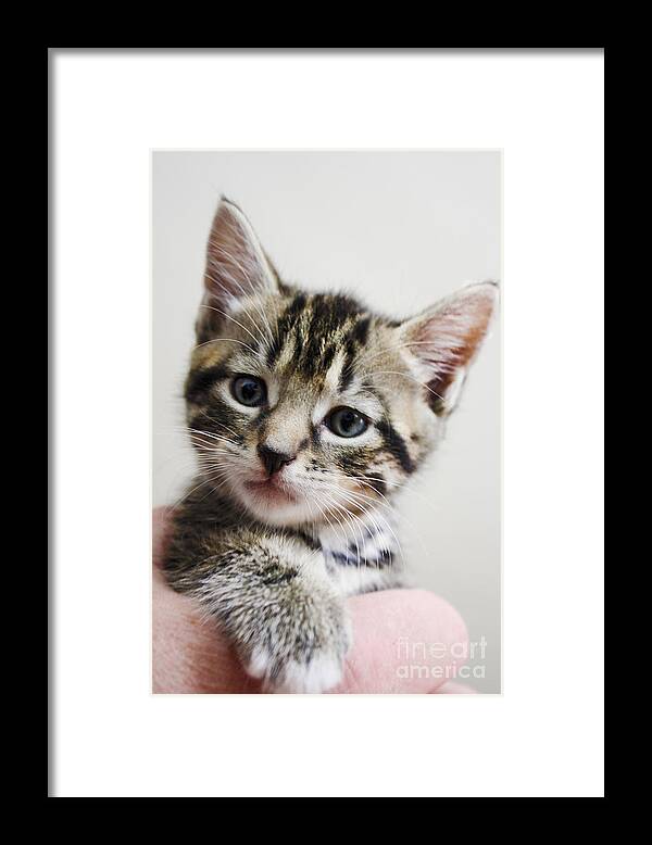 Cat Framed Print featuring the photograph A Kittens Helping Hand by Terri Waters