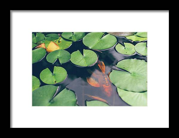 Pets Framed Print featuring the photograph A Koi Fish Swimming Underneath Lily by Melissa Ross