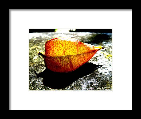 Flora; Lantern; Sun; Sunny; Contrast; Bright; Sunlit; Sunlight; Orange; Wood; Texture; Grain; Halswell; Quarry; Christchurch; Canterbury; South Island; New Zealand; Nz; Shadow; Black; Lichen; Backlit; Seed Framed Print featuring the photograph A Lantern Lit by Sunlight by Steve Taylor