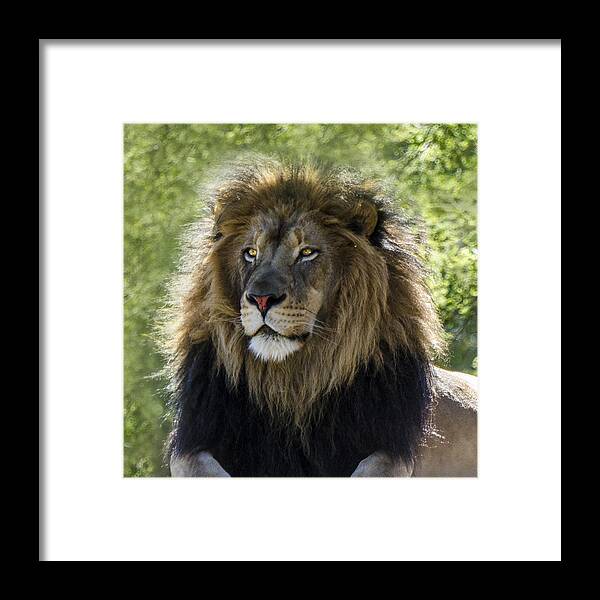 Lion Framed Print featuring the photograph A Lion's Thoughts by William Bitman