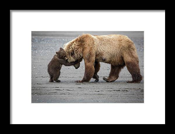 Alaska Framed Print featuring the photograph A Little Bear Hug by Renee Doyle