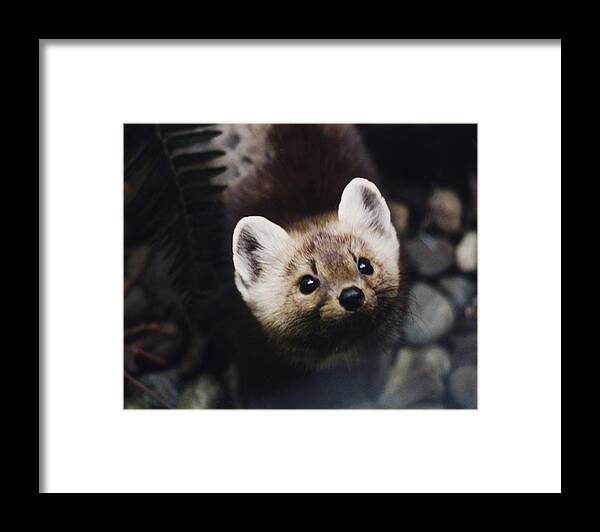 Small Animal Framed Print featuring the photograph A little Martin looking up at me. by Myrna Walsh
